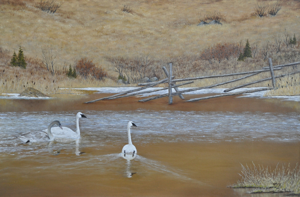 Swan Painting Photo